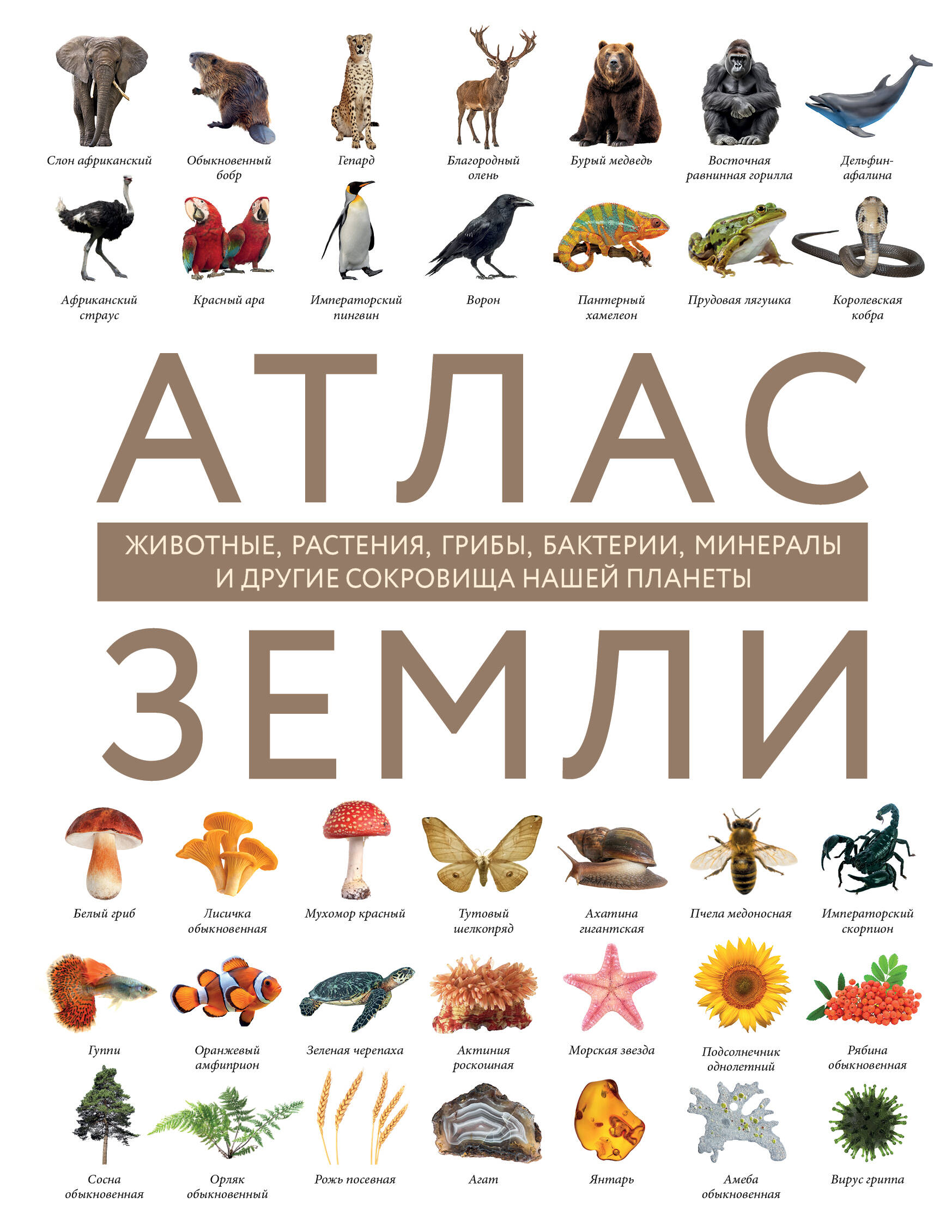 Атлас Земли. Животные, растения, грибы, бактерии, минералы и другие сокровища нашей планеты
Атлас Земли. Животные, растения, грибы, бактерии, минералы и другие сокровища нашей планеты