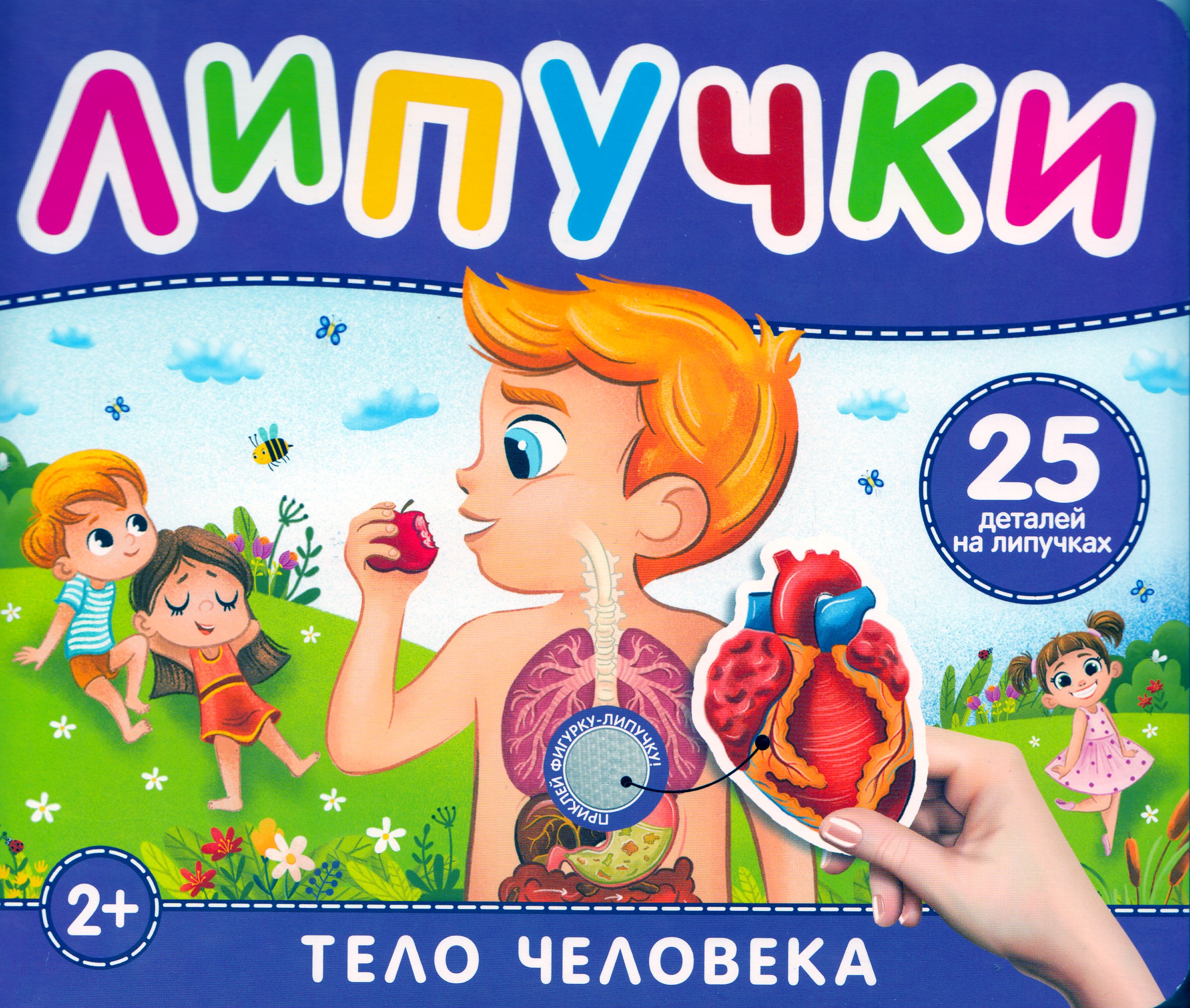 

Тело человека. Книга с липучками
