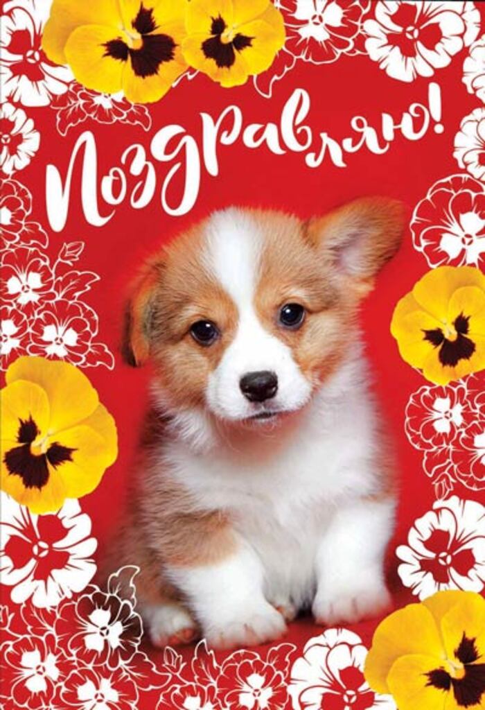 

З-12163 Открытка А5 Поздравляю! (жен) С текстом пластизоль