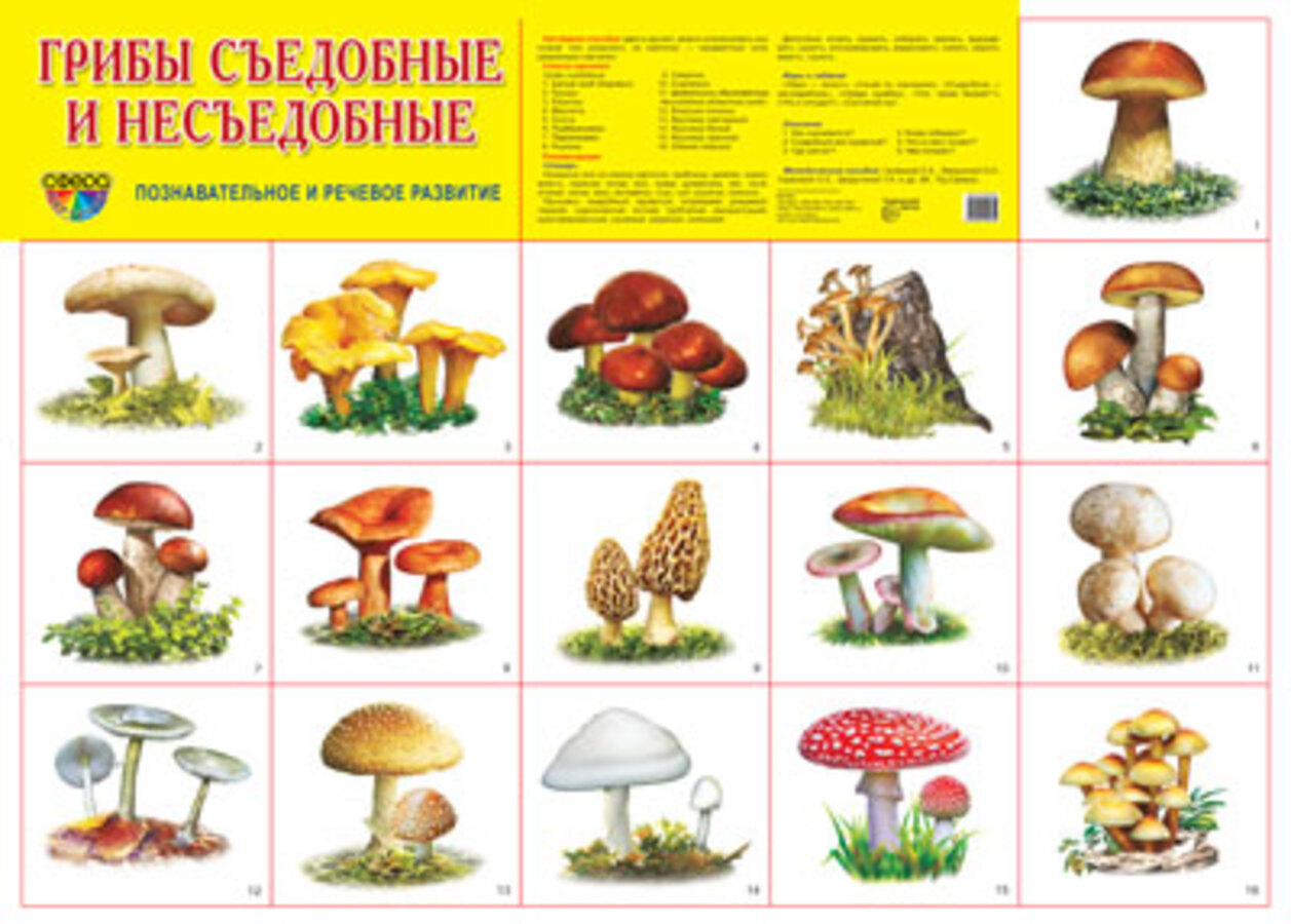 

Плакат демонстрационный А2 Грибы Съедобные и несъедобные