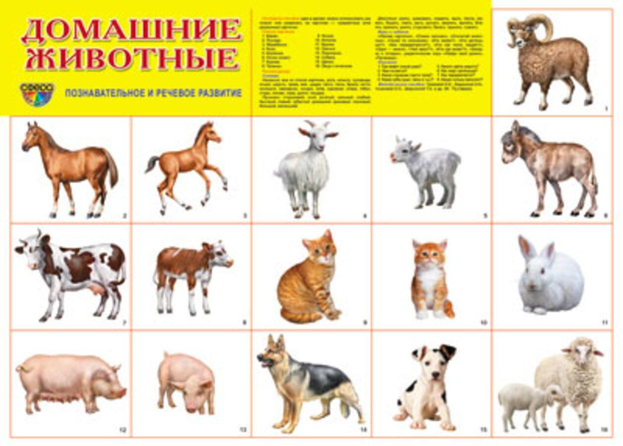 

Плакат демонстрационный А2 Домашние животные