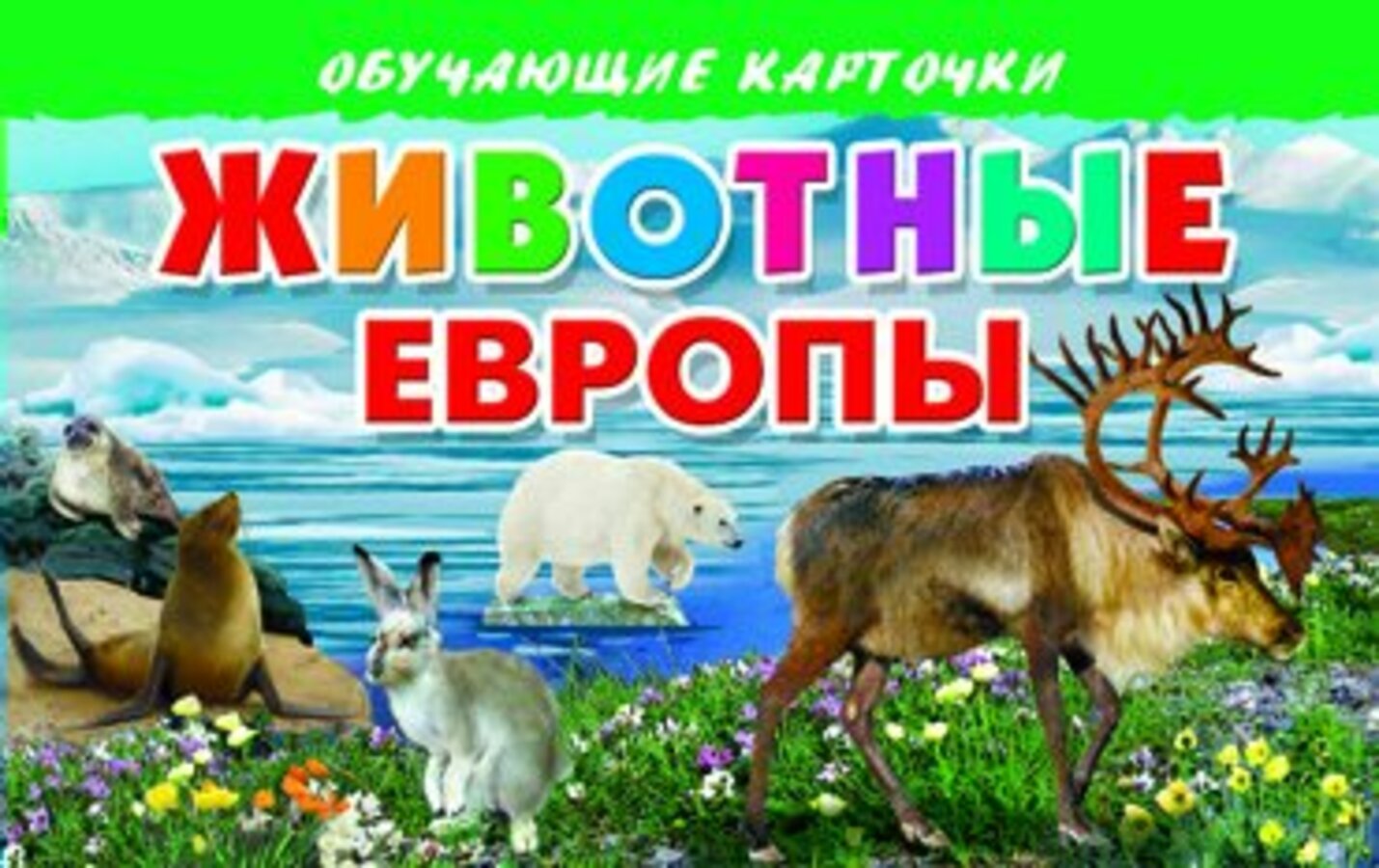 

Карточки обучающие Животные Европы 130х190мм