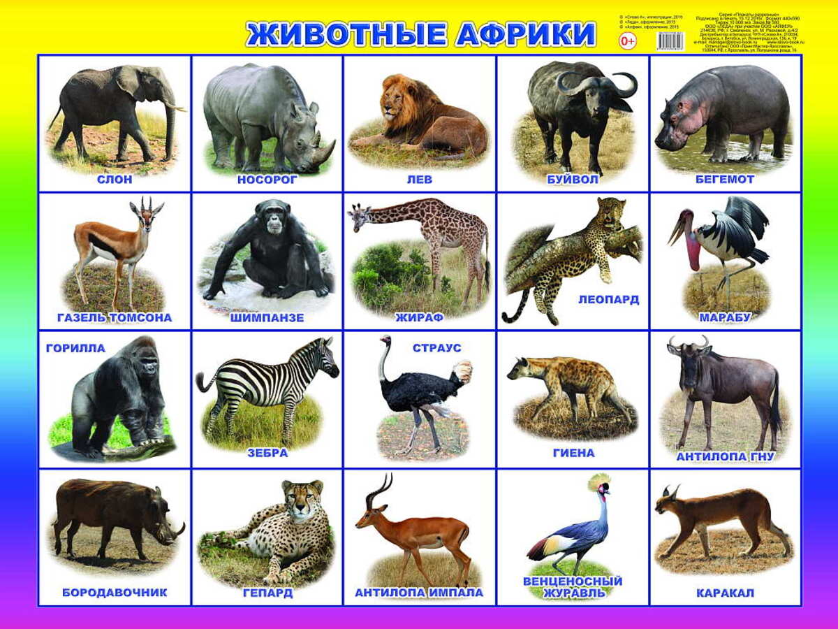 

Плакат 440х590мм Животные Африки