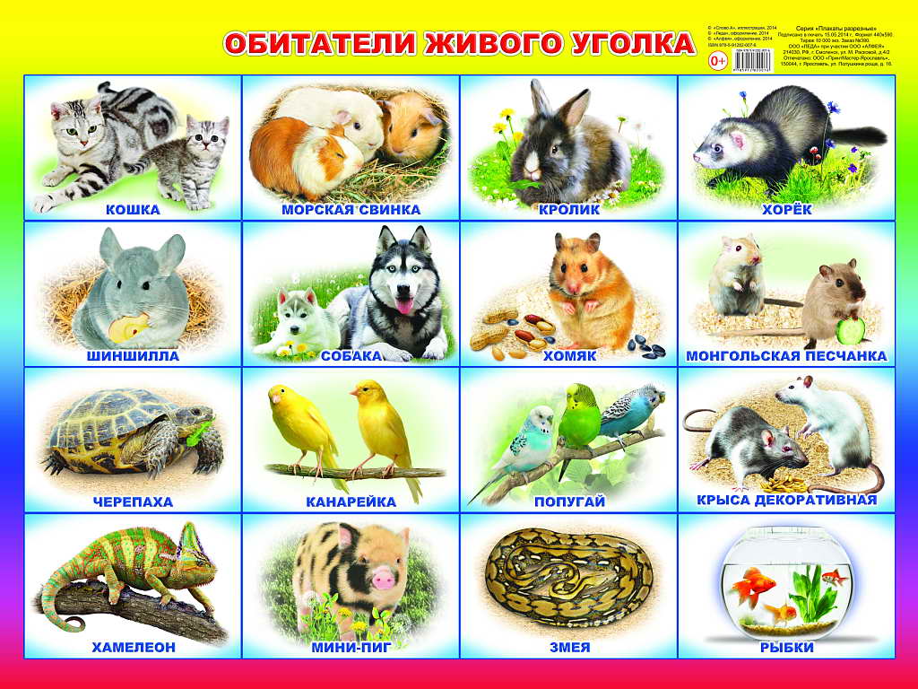 

Плакат 440х590мм Обитатели живого уголка