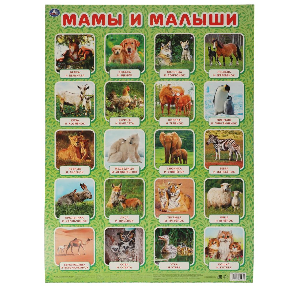 

Плакат А2 Животные Мамы и малыши