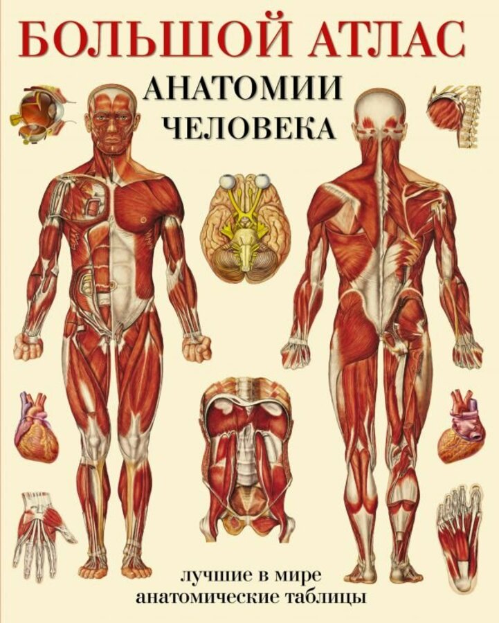 

Большой атлас анатомии человека