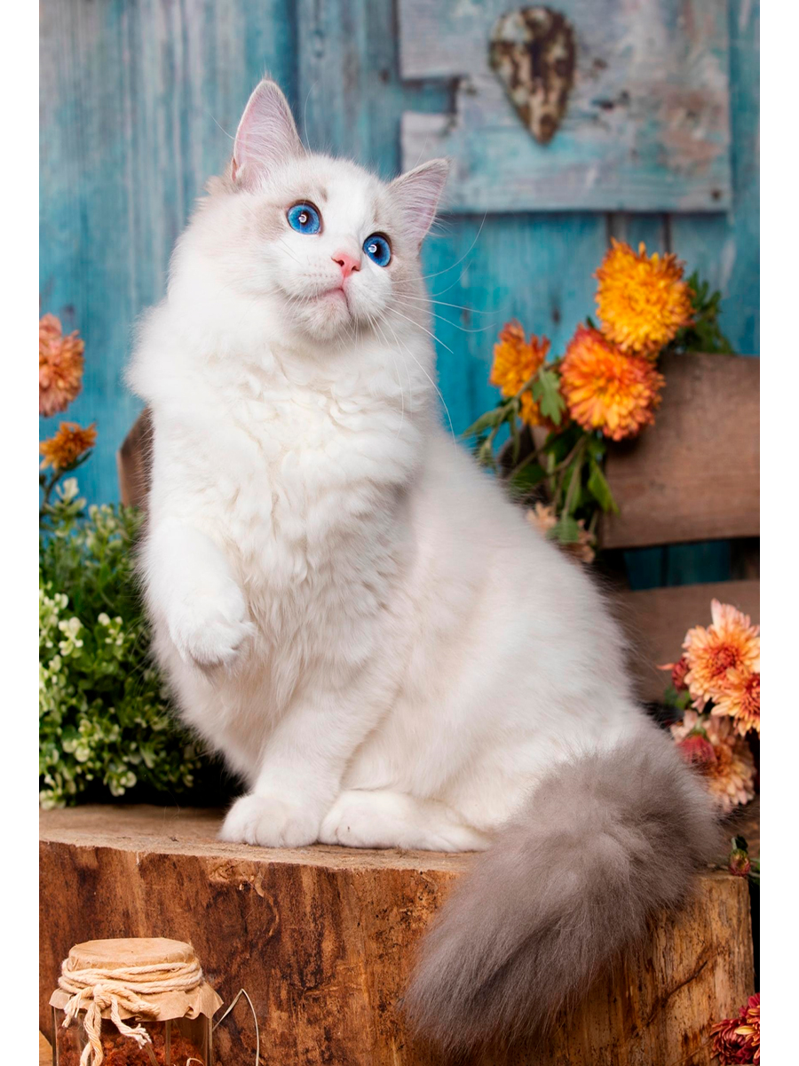 Мозаика алмазная 17х22см Белая кошечка 569₽