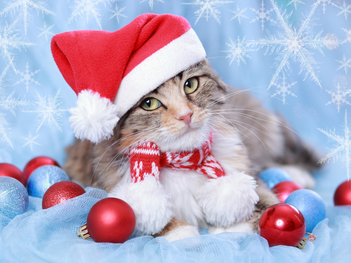 Мозаика алмазная 22х32см Кот в колпаке 771₽